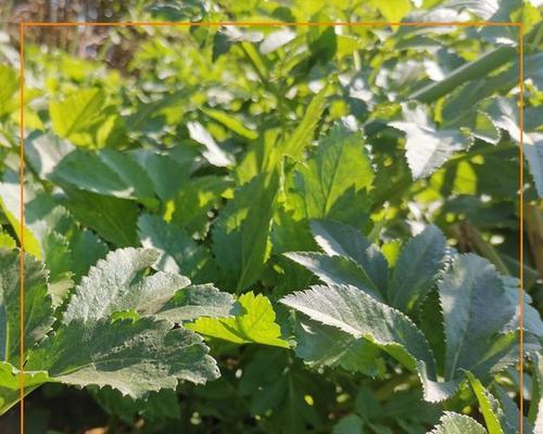 探秘白芷——一株什么根系的植物（白芷的根系结构及其特点）