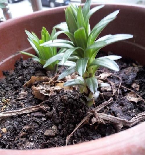 百合的生长过程（从种植到开花）