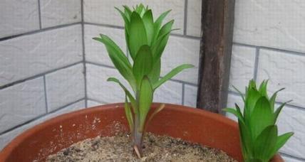 如何种植健康美丽的百合花（百合花的种植方法和时间）