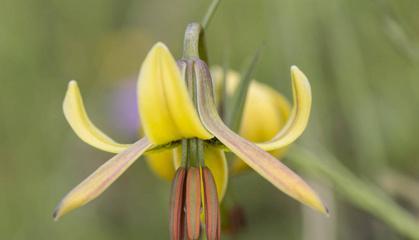 探秘百合花的生长之路（生长环境）