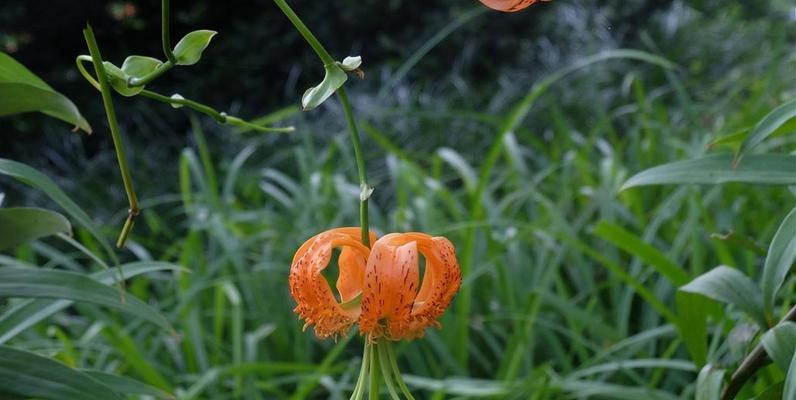 百合花的开花时间及注意事项（百合花的开花期间）