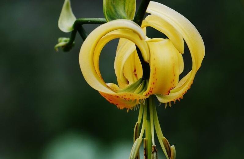 百合花的开花时间及注意事项（百合花的开花期间）