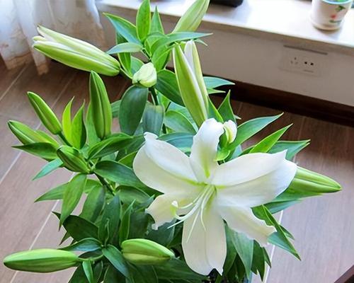 百合花开花时间及养护法剖析