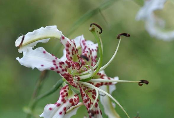 百合花的香味到底有毒吗（百合花花香成为关注的焦点）