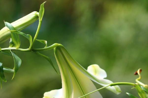 百合花开花时间解析（揭秘百合花开花的时间规律和条件）