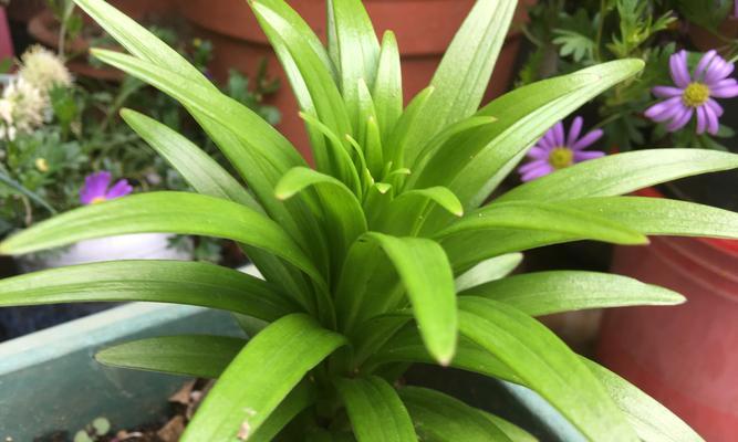 如何种植百合花（百合花种植的月份及注意事项）