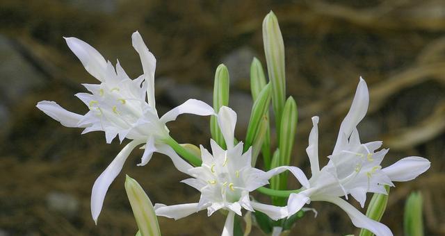 百合花淋雨到底好不好（百合花能否在雨中得到保护）