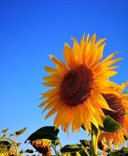 向日葵的花期——阳光与希望的象征（向日葵的花期）