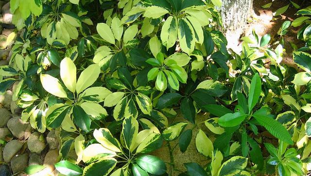 奋斗植物（植物界的努力代表）