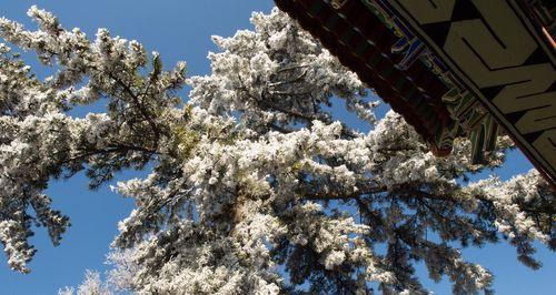 雪松花语与文化地位（探寻雪松的花语与文化象征）