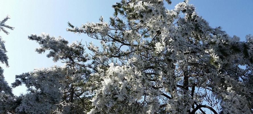 雪松花语与文化地位（探寻雪松的花语与文化象征）