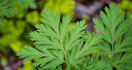 羊齿的花语与含义（探寻羊齿花的神秘寓意与象征）