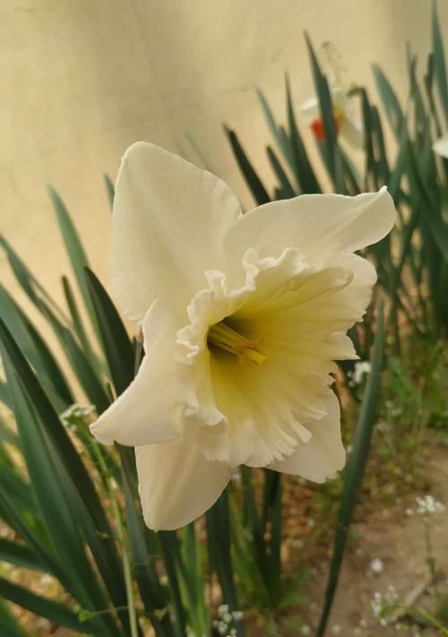 洋水仙花的花语与文化寓意（探究洋水仙的花语和文化象征）