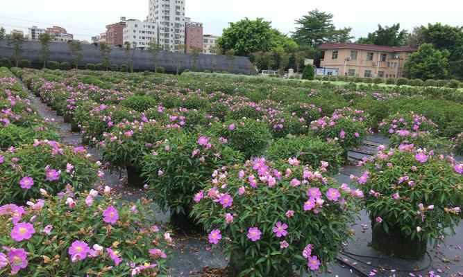 野牡丹的花语与传说（揭开野牡丹的神秘面纱）