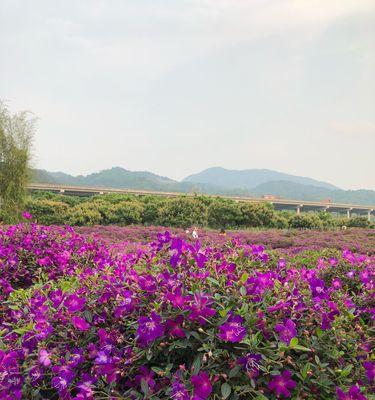 野牡丹的花语与传说（揭开野牡丹的神秘面纱）