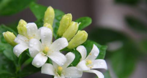 以夜来香——芬芳传递的语言（馥郁香气中的爱与祝福）