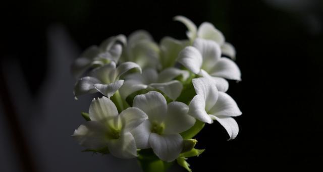 以夜来香——芬芳传递的语言（馥郁香气中的爱与祝福）