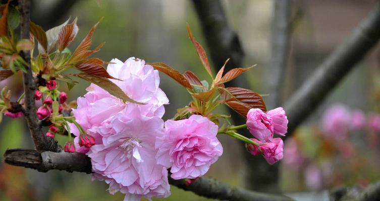 樱花（探寻樱花的象征意义与文化内涵）