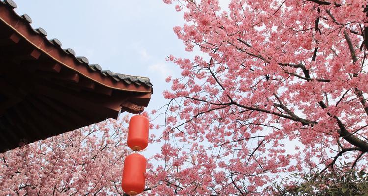 樱花的生肖象征及其意义（探寻樱花与生肖的奇妙关联）