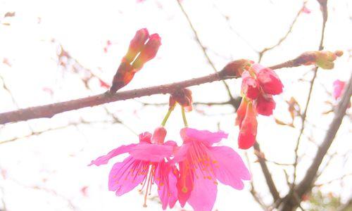 樱花的寓意与花语（浪漫而短暂的樱花季节——探索樱花的美丽与哲理）