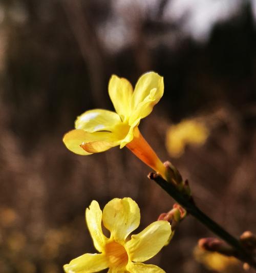 春天的使者——迎春花（迎春花）