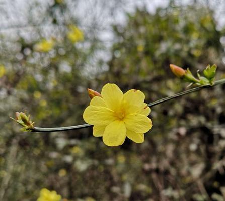 迎春花（迎春花的花语与传说故事）