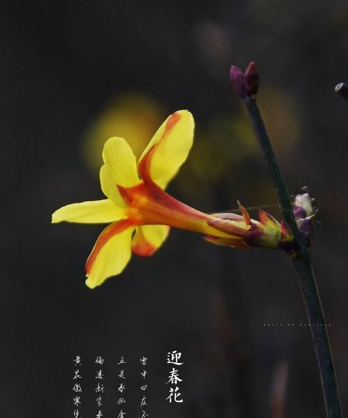 迎春花（迎春花的花语与传说故事）