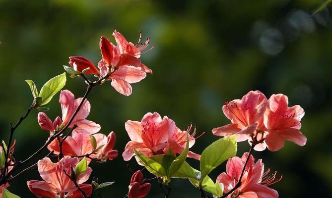 映山红的花语与寓意——传递美丽和希望的力量（映山红花语揭示人生的情感和价值）