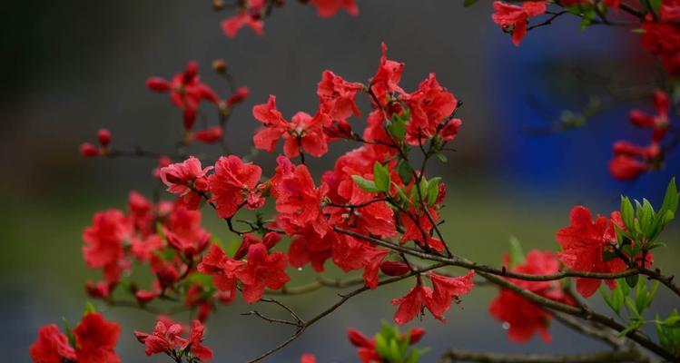 映山红花的花语及代表意义（探寻映山红花所传递的情感与寓意）