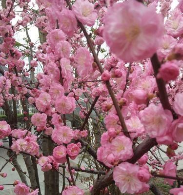 榆叶梅——美丽花卉的花语与作用（榆叶梅的意义和影响力）