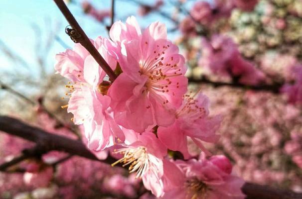 榆叶梅——美丽花卉的花语与作用（榆叶梅的意义和影响力）