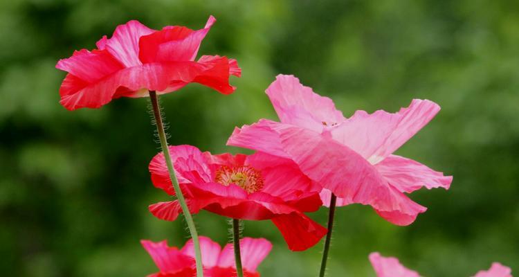 虞美人花语之美丽与诱惑（探寻虞美人花语的深层含义与文化象征）