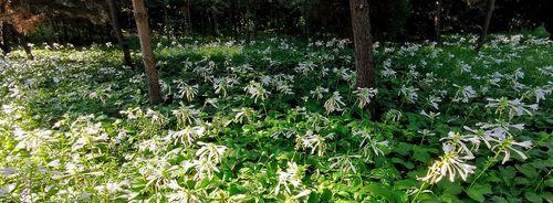 玉簪花语与传说故事（绚烂花香下的玉簪花语与神奇传说）