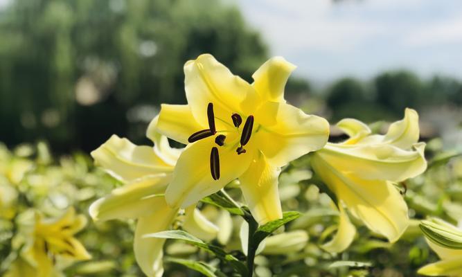 花开金榜，寓意无尽荣耀（探寻花卉与金榜的象征意义）