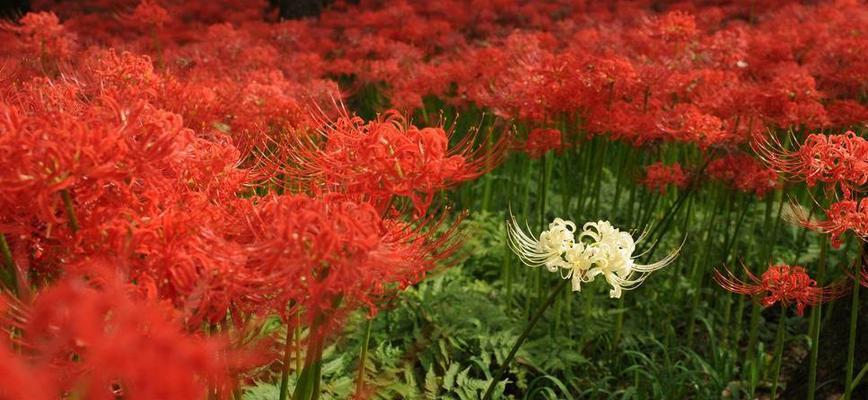 月光花（探索月光花的花语与文化底蕴）