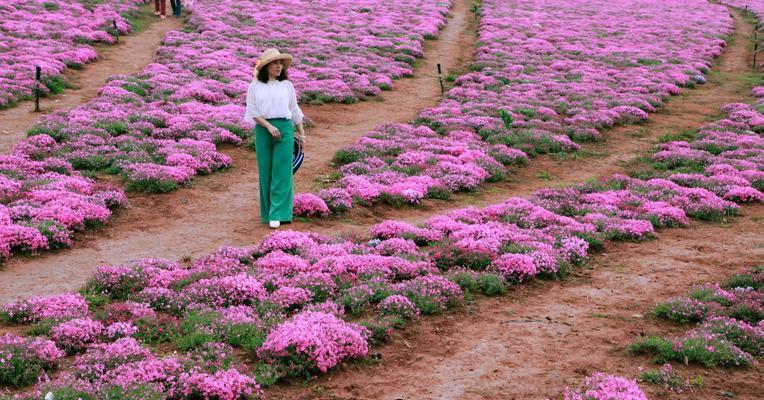 芝樱（探寻芝樱的花语及其名称由来）