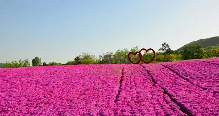 芝樱（探寻芝樱的花语及其名称由来）