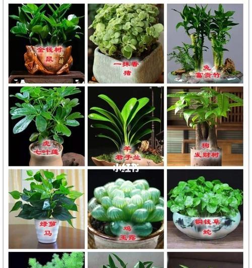 植物与生肖的奇妙联系（揭示植物与生肖的深层含义）