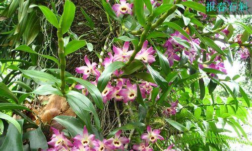 以肿节石斛的花语和含义（解析肿节石斛的花语）