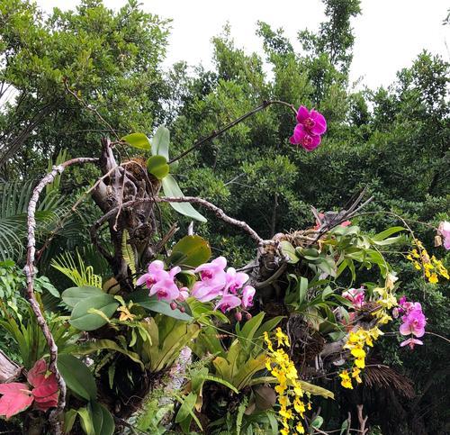 珠海市花——珍珠菊，寓意华丽繁盛（探秘珠海市花的花语与象征）