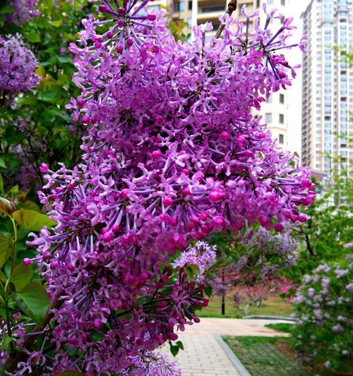 紫色丁香花的花语及其含义（揭秘丁香花的神秘花语）