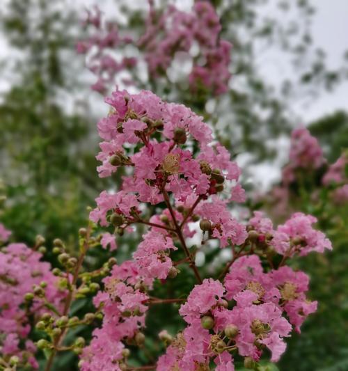 紫薇花的花语与传说（紫薇花开放着什么样的情感）