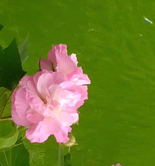 芙蓉花的象征意义与文化价值（传承千年的芙蓉花文化和美学审美）