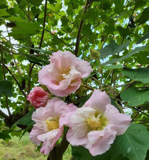 芙蓉花的花语与代表意义（探寻芙蓉花的美丽寓意与象征意义）