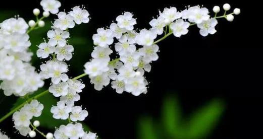 探寻芙蓉菊的花语与寓意（送芙蓉菊的禁忌与注意事项）