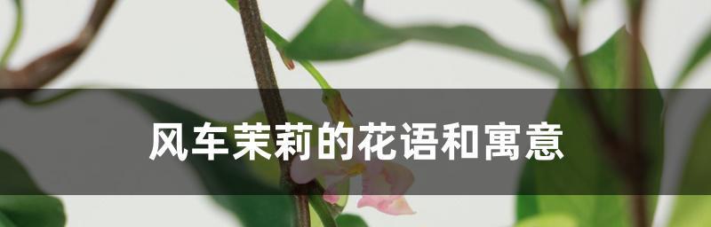 茉莉花的花语与故事（茉莉花的柔美与坚韧）