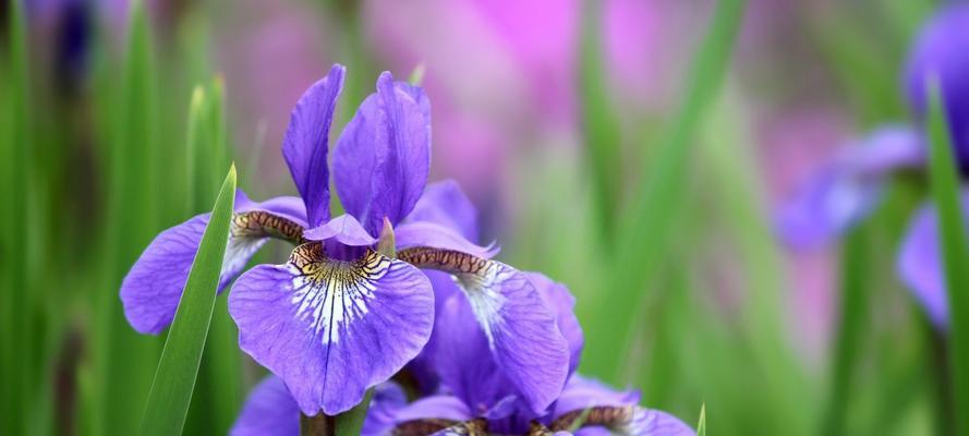 菖蒲花（菖蒲花的传说故事）