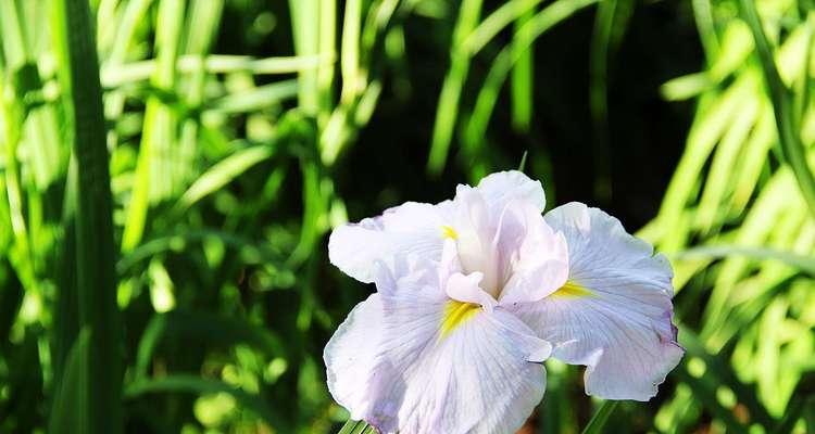 菖蒲花（菖蒲花的传说故事）