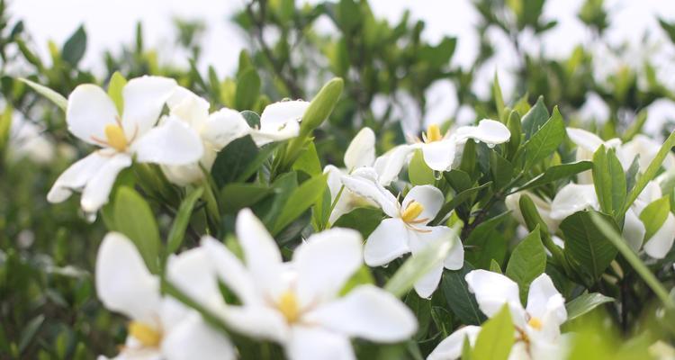 栀子花，芳香的爱之语（花开如约）