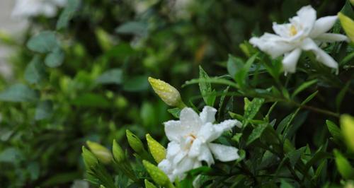 栀子花的花语与象征（传递希望与美好的栀子花）